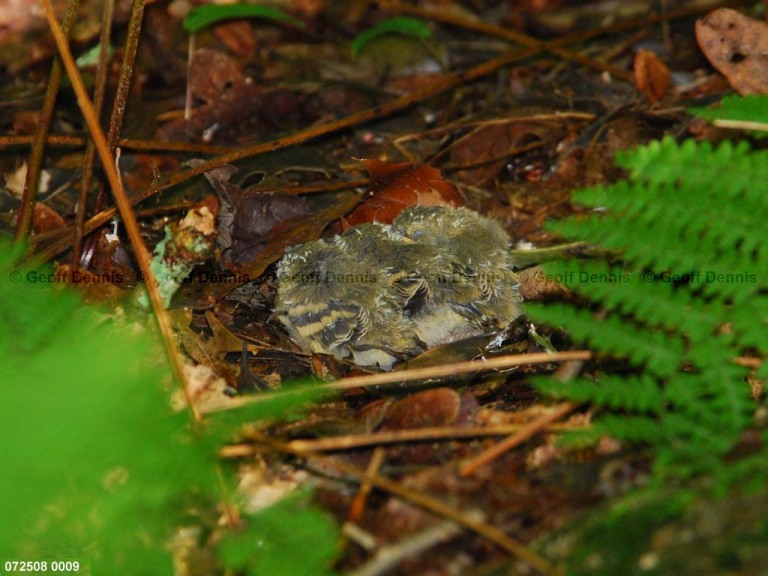 ACFL-HY_Acadian-Flycatcher