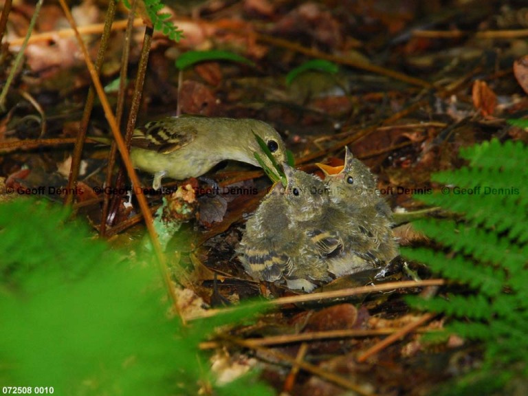 ACFL-HZ_Acadian-Flycatcher