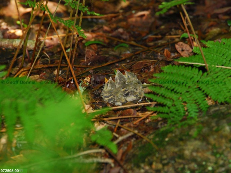 ACFL-IA_Acadian-Flycatcher