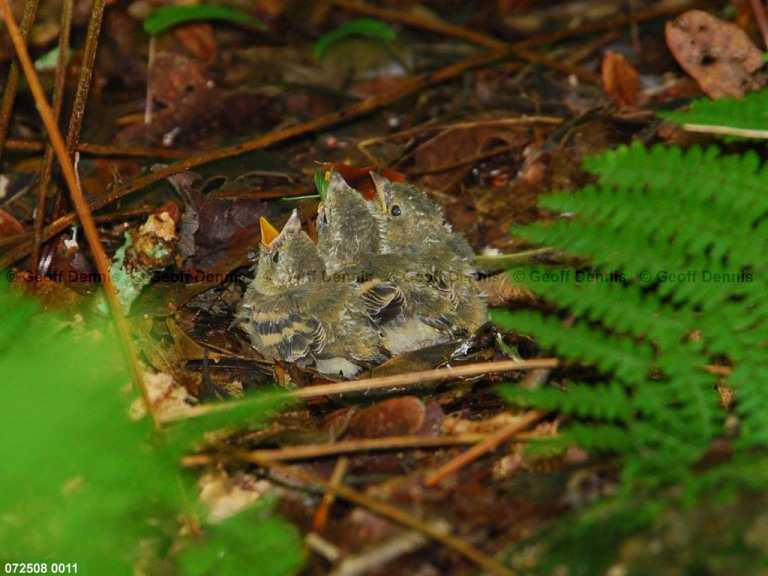 ACFL-IB_Acadian-Flycatcher