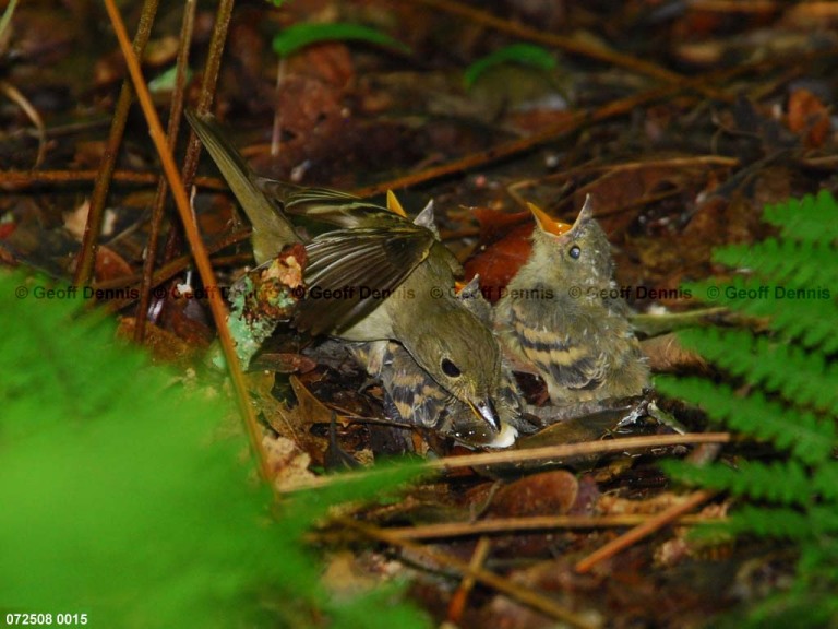 ACFL-IC_Acadian-Flycatcher