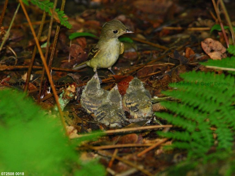 ACFL-ID_Acadian-Flycatcher