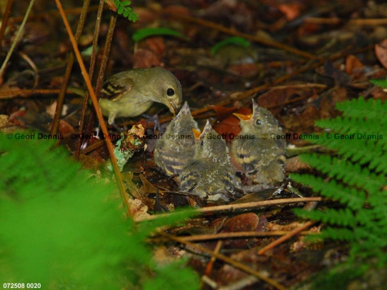 ACFL-IE_Acadian-Flycatcher