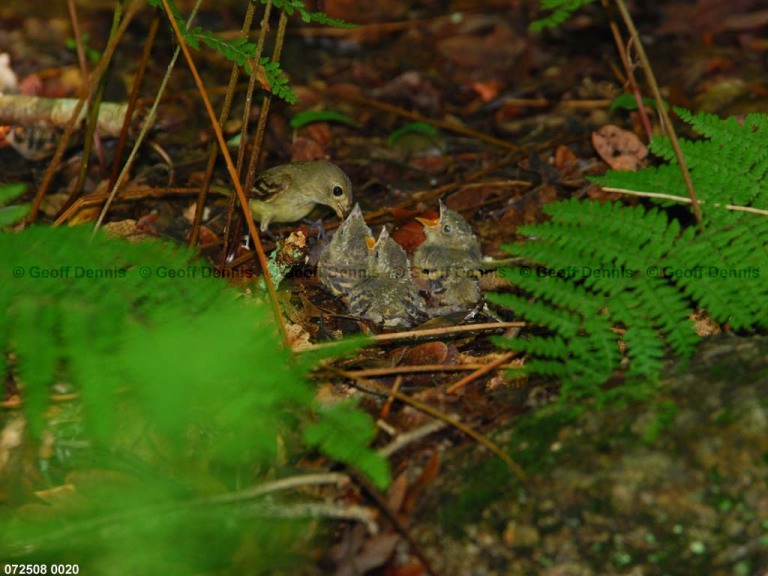ACFL-IF_Acadian-Flycatcher