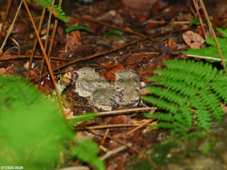 ACFL-IG_Acadian-Flycatcher