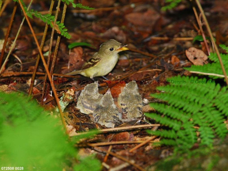 ACFL-IH_Acadian-Flycatcher