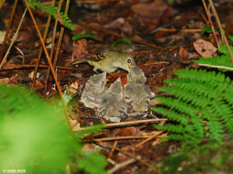 ACFL-II_Acadian-Flycatcher