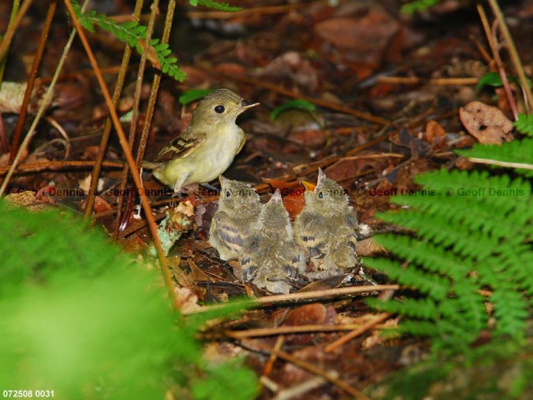 ACFL-IJ_Acadian-Flycatcher