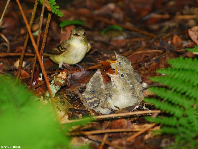 ACFL-IK_Acadian-Flycatcher