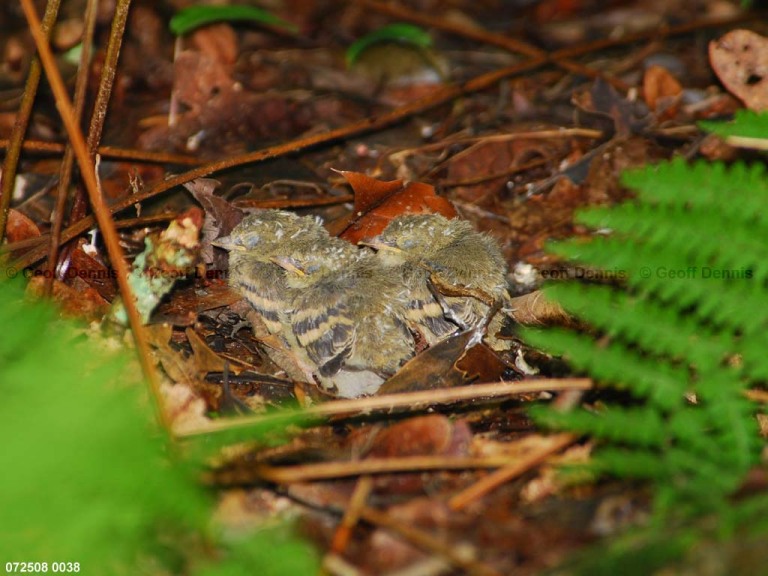 ACFL-IL_Acadian-Flycatcher