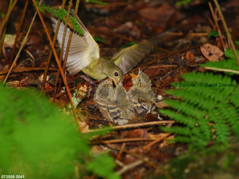 ACFL-IM_Acadian-Flycatcher