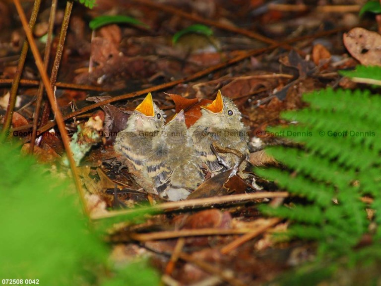ACFL-IN_Acadian-Flycatcher