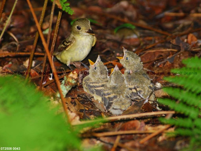 ACFL-IO_Acadian-Flycatcher