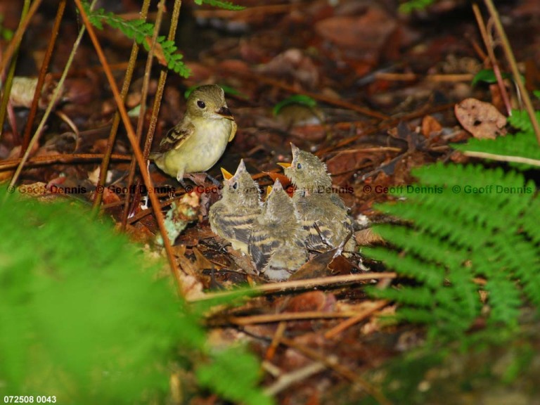 ACFL-IQ_Acadian-Flycatcher