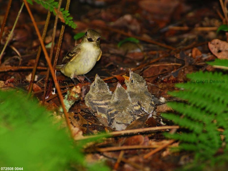 ACFL-IR_Acadian-Flycatcher