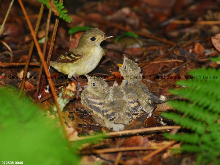 ACFL-IS_Acadian-Flycatcher