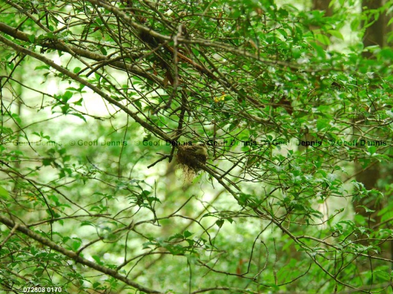 ACFL-IU_Acadian-Flycatcher
