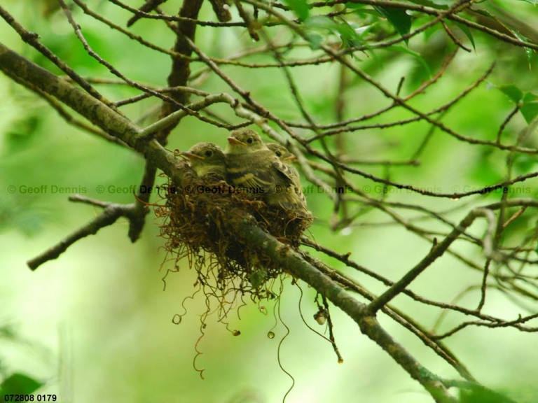 ACFL-IV_Acadian-Flycatcher