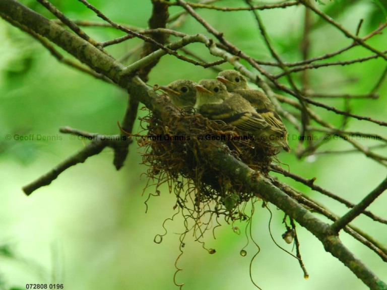 ACFL-IX_Acadian-Flycatcher