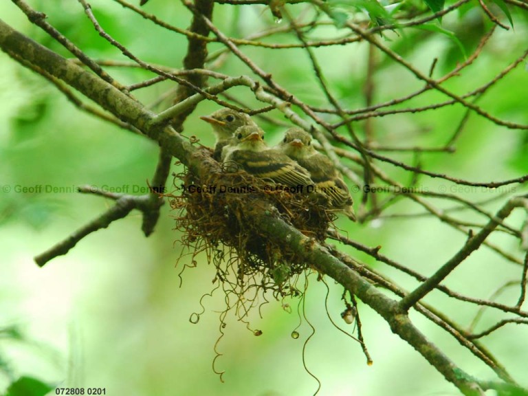 ACFL-IY_Acadian-Flycatcher