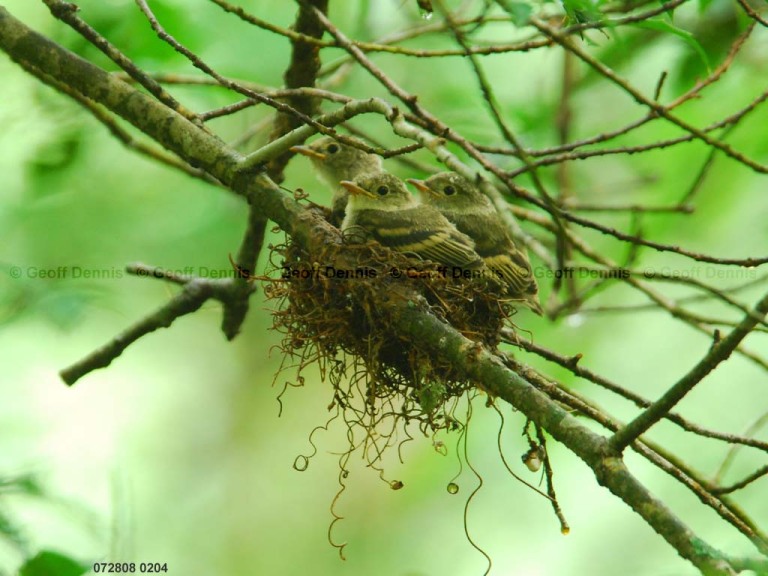 ACFL-IZ_Acadian-Flycatcher
