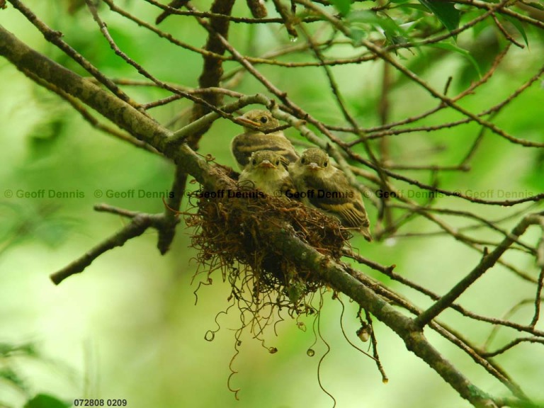 ACFL-JA_Acadian-Flycatcher