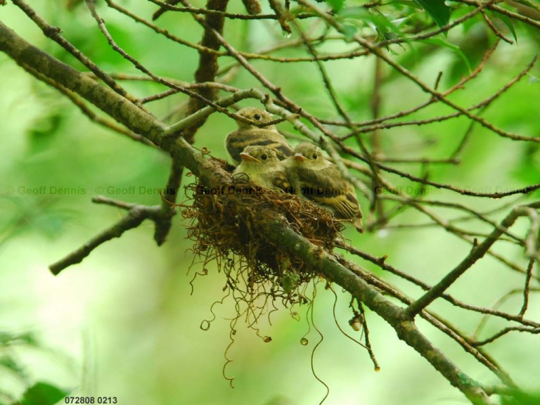 ACFL-JB_Acadian-Flycatcher