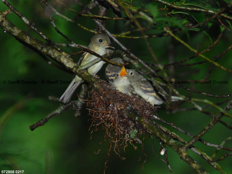 ACFL-JC_Acadian-Flycatcher