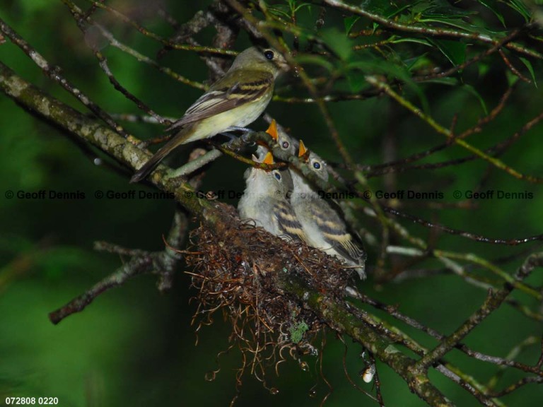 ACFL-JD_Acadian-Flycatcher
