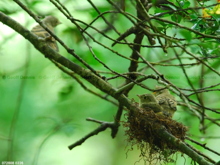 ACFL-JE_Acadian-Flycatcher