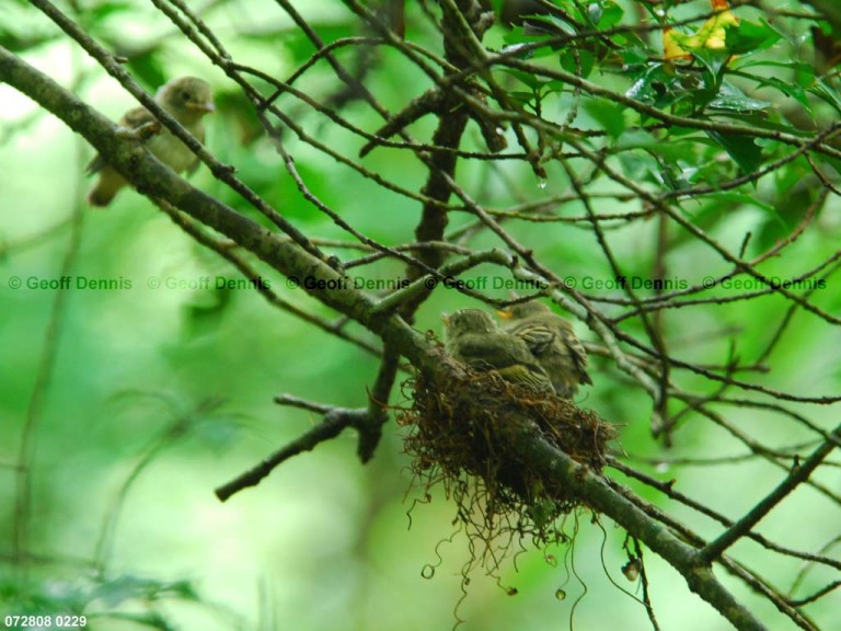 ACFL-JF_Acadian-Flycatcher