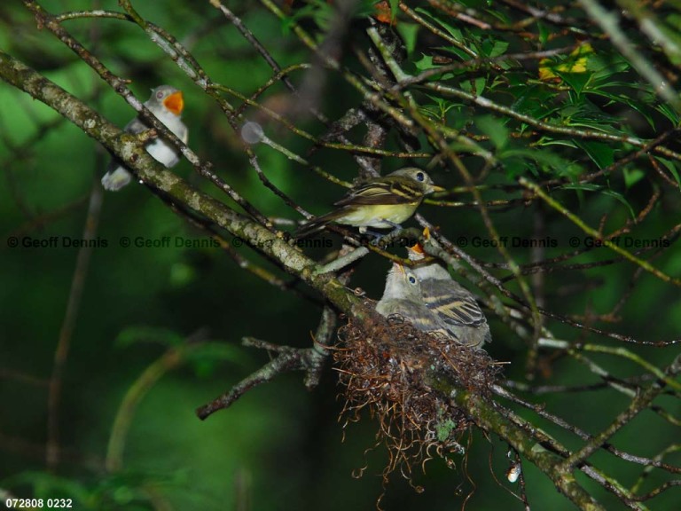 ACFL-JG_Acadian-Flycatcher