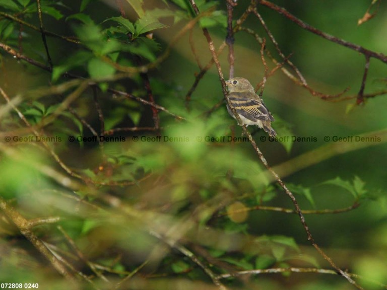 ACFL-JH_Acadian-Flycatcher