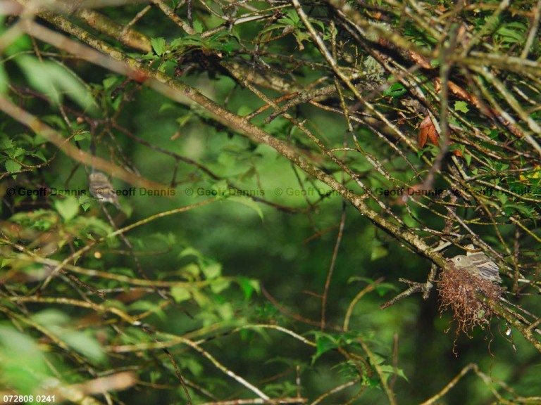 ACFL-JI_Acadian-Flycatcher