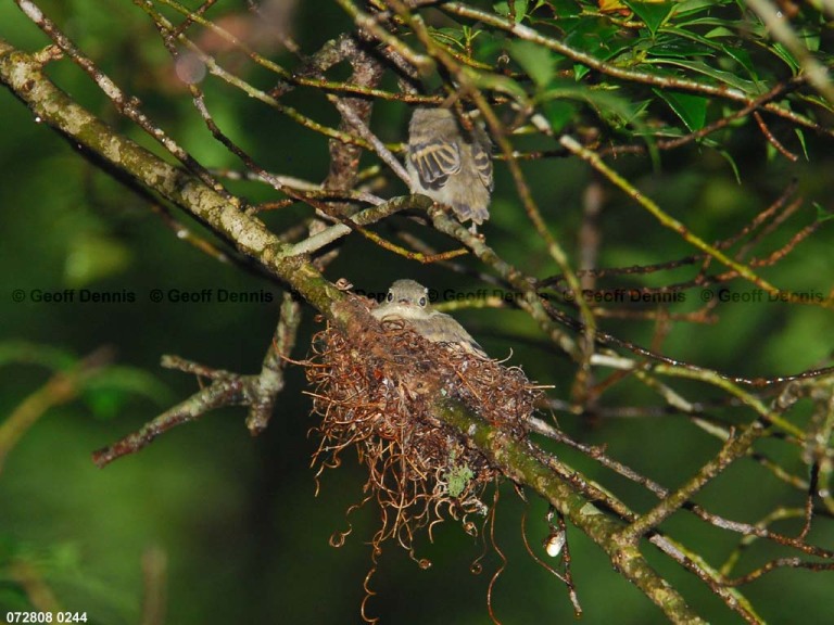 ACFL-JJ_Acadian-Flycatcher