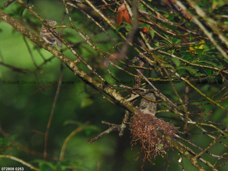 ACFL-JK_Acadian-Flycatcher