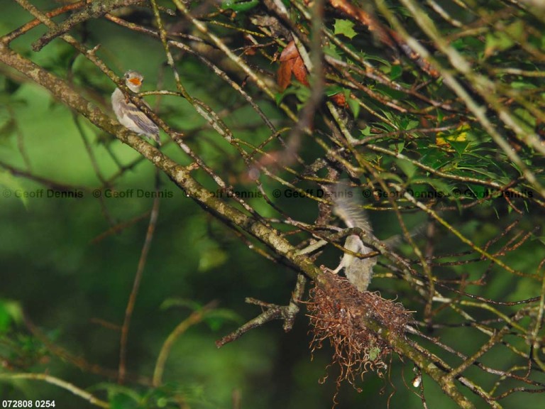 ACFL-JL_Acadian-Flycatcher