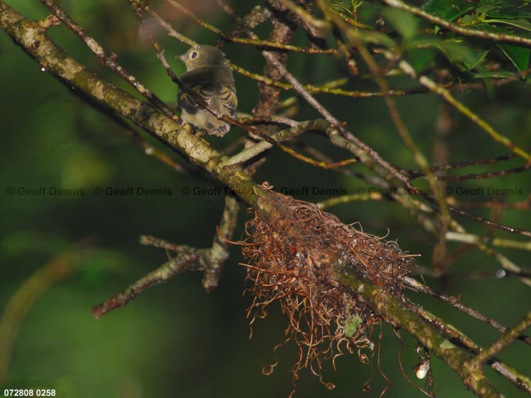 ACFL-JM_Acadian-Flycatcher