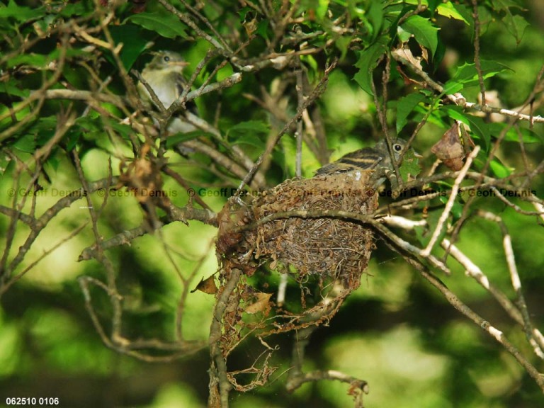 ACFL-JN_Acadian-Flycatcher