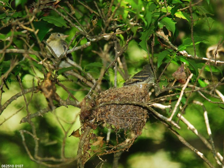 ACFL-JO_Acadian-Flycatcher