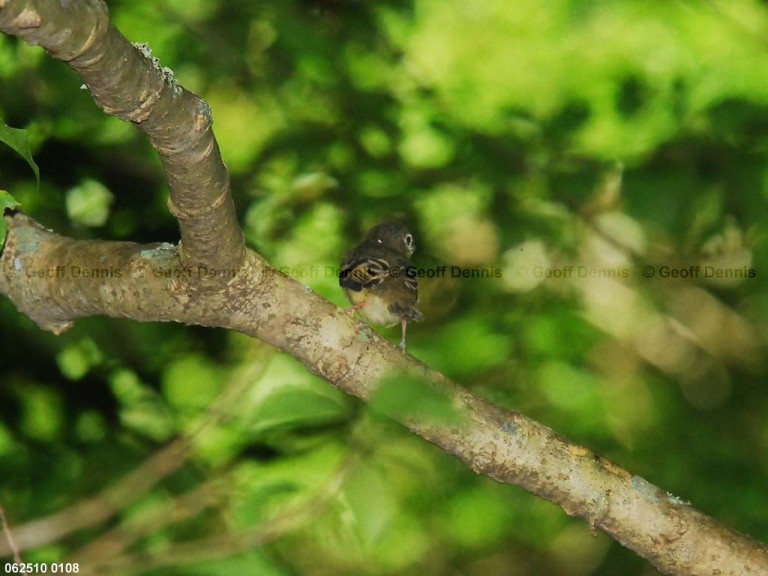 ACFL-JP_Acadian-Flycatcher
