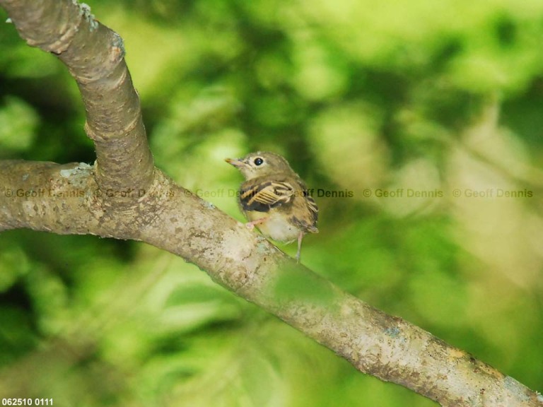 ACFL-JQ_Acadian-Flycatcher