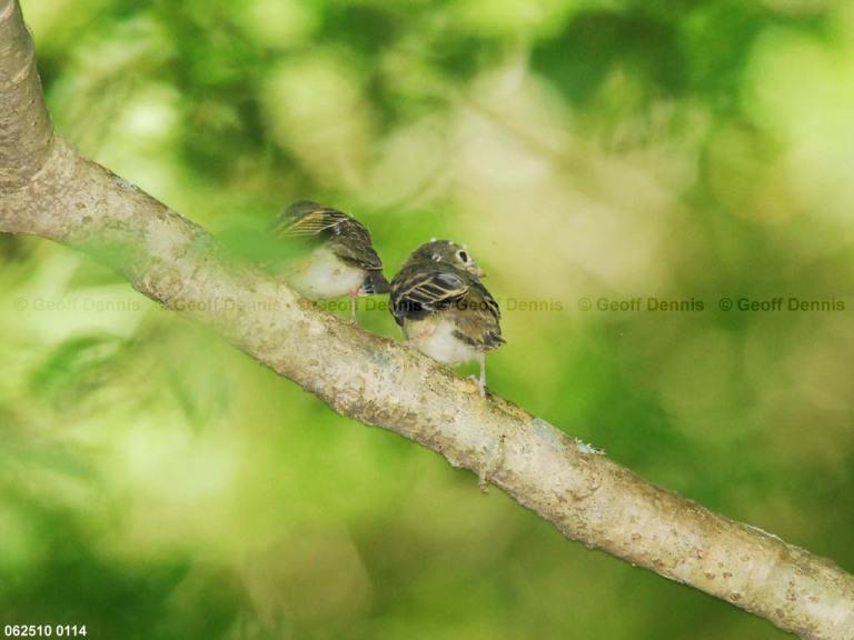 ACFL-JR_Acadian-Flycatcher