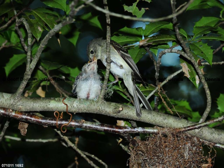 ACFL-JS_Acadian-Flycatcher