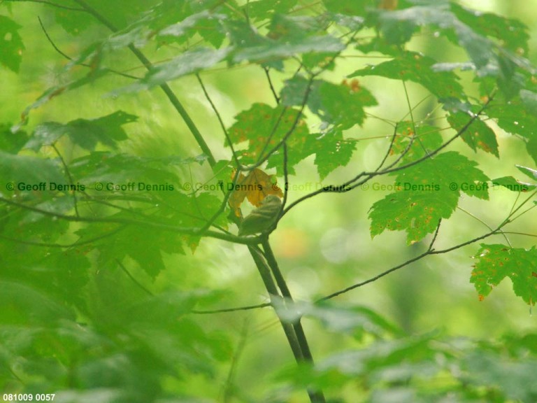 ACFL-JT_Acadian-Flycatcher