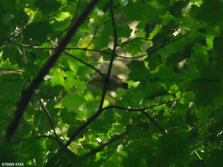 ACFL-JU_Acadian-Flycatcher