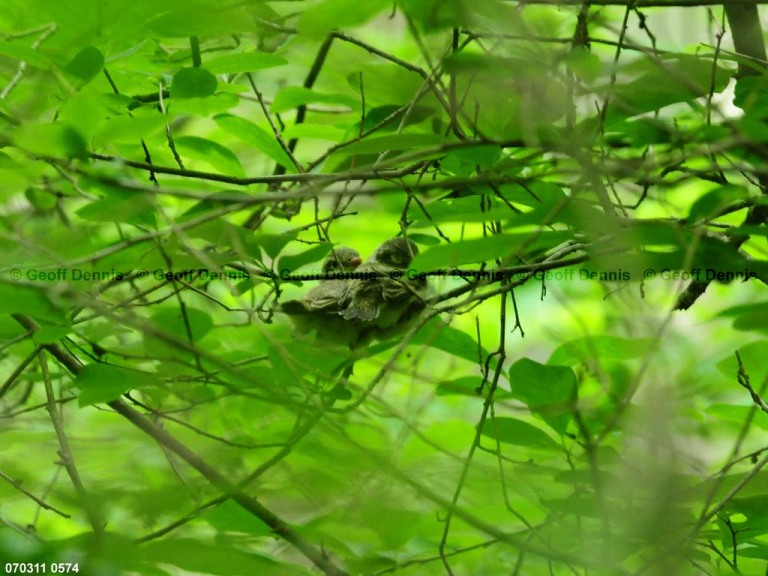 ACFL-JV_Acadian-Flycatcher