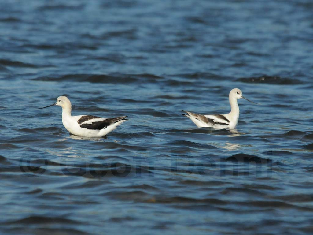 AMAV-AA_American-Avocet