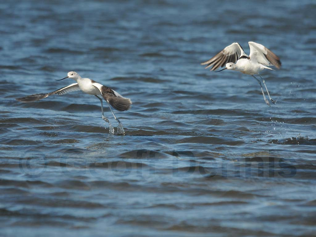 AMAV-AB_American-Avocet
