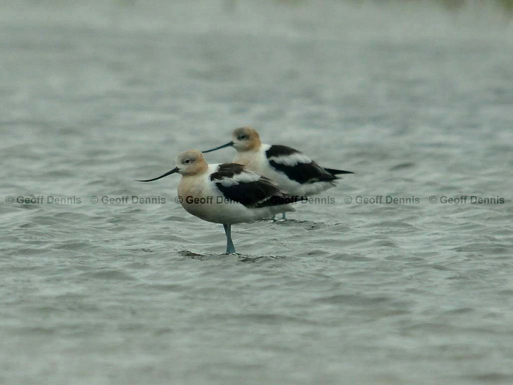 AMAV-AC_American-Avocet